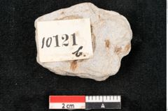 Foto (Detailansicht) von Caulinites otagoicus Ettingshausen (NHMW-GEO-2024-0188-10121b)